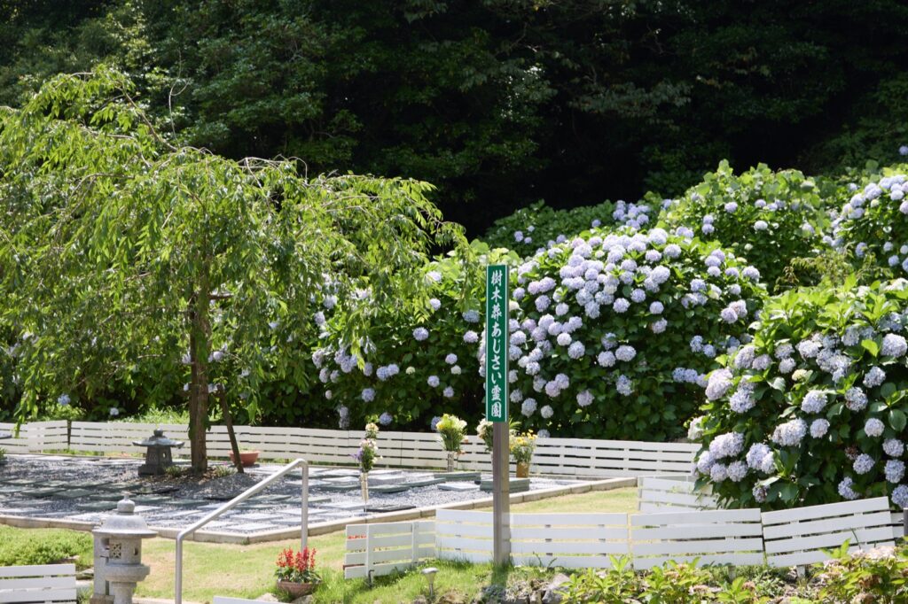 あじさいに囲まれた園内。初夏には青いあじさいが見頃を迎えます